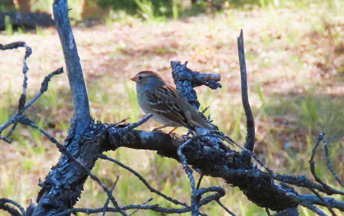 White-crowned Sparrow - ML642062926