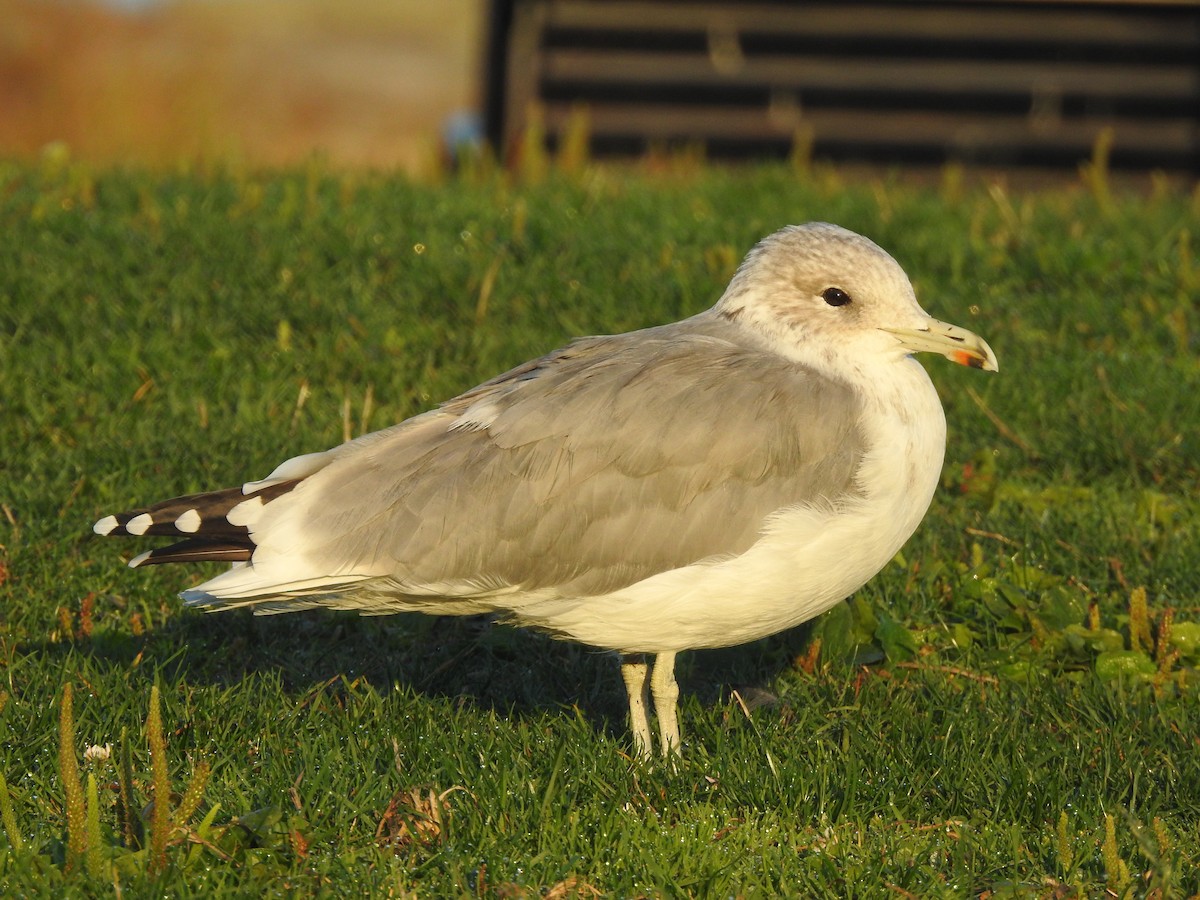 California Gull - ML642062927