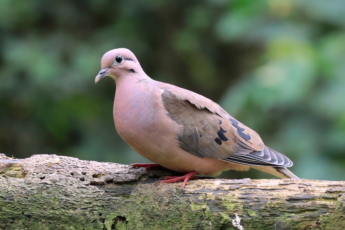 Eared Dove - ML642062929