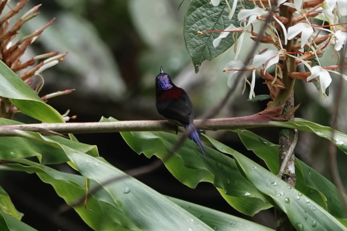 Black-throated Sunbird - ML642062930