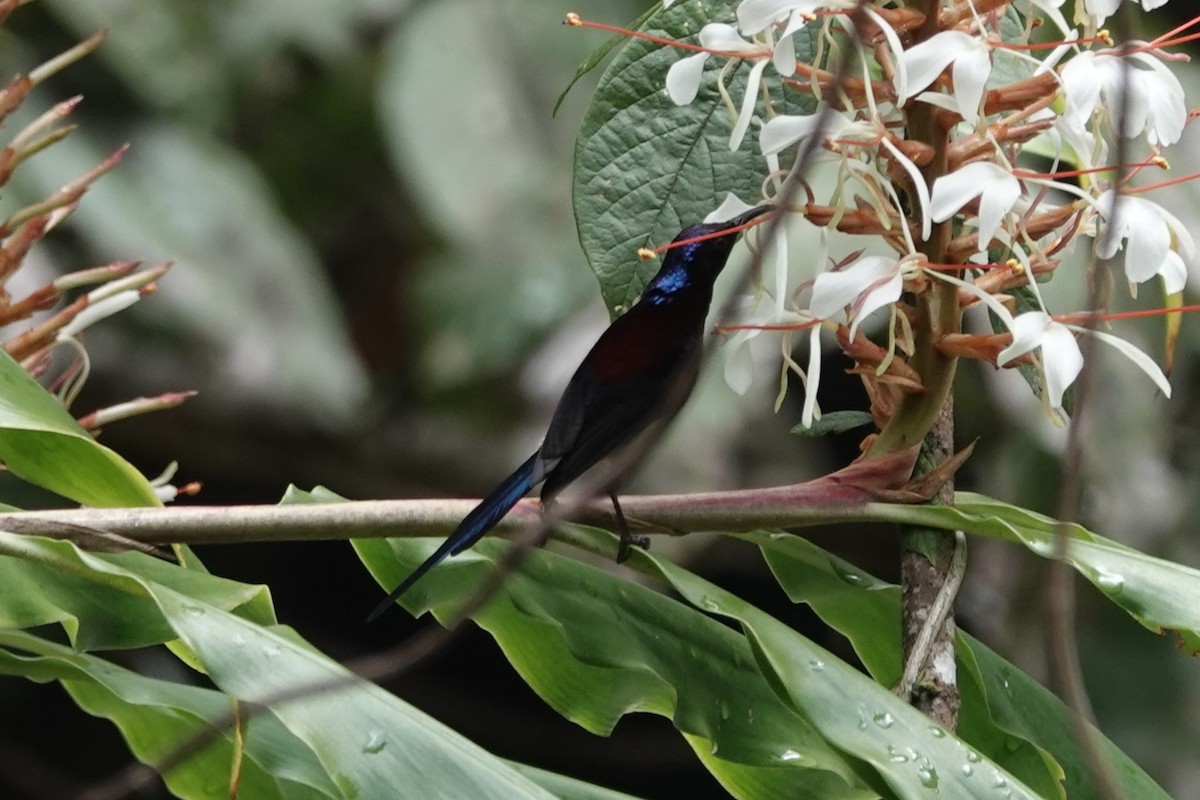 Black-throated Sunbird - ML642062931