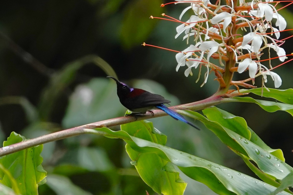 Black-throated Sunbird - ML642062932