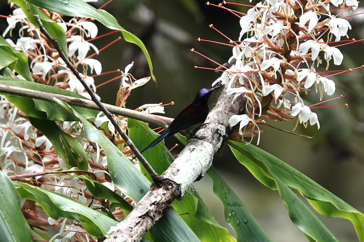 Black-throated Sunbird - ML642062933