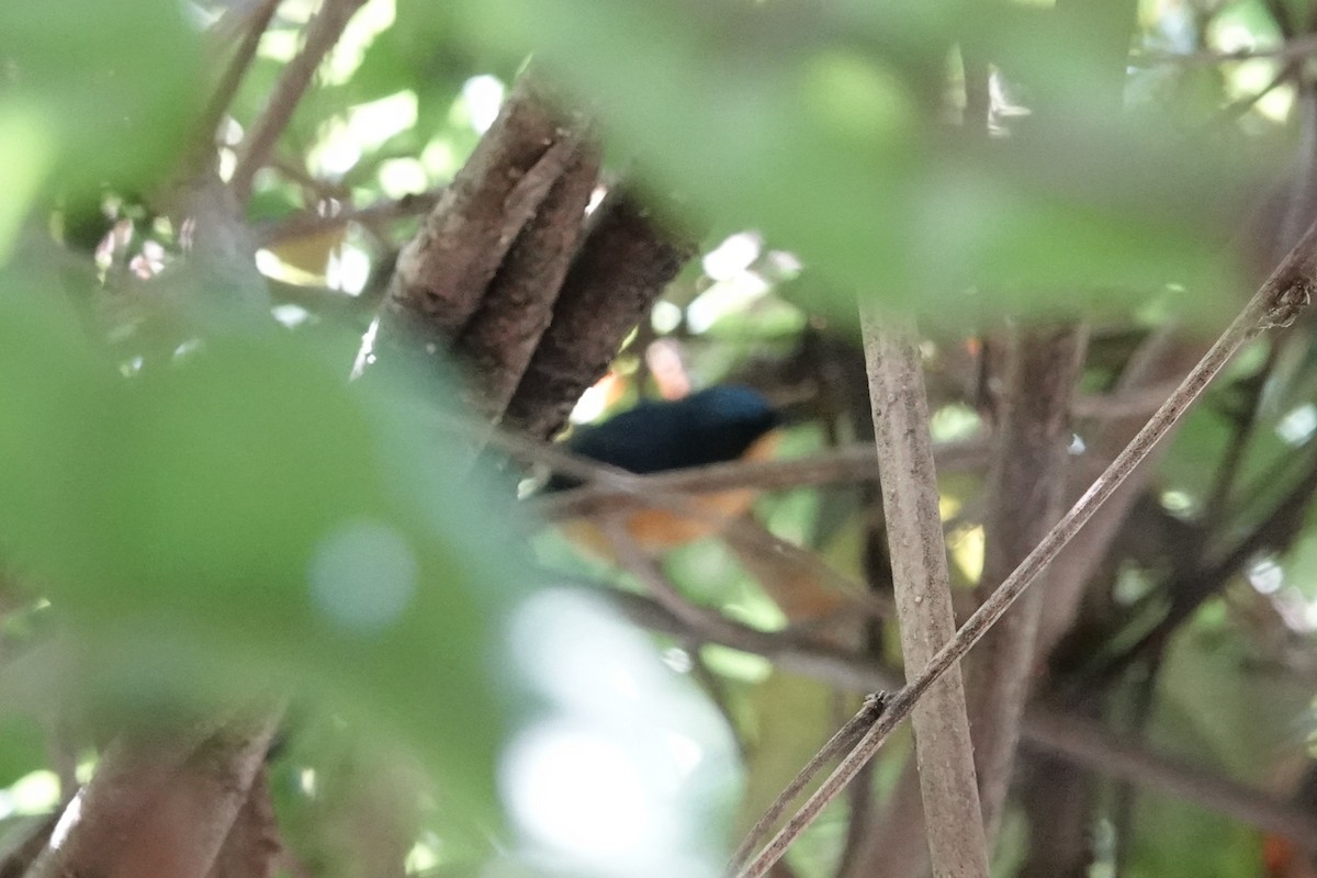 Pygmy Flycatcher - ML642062934