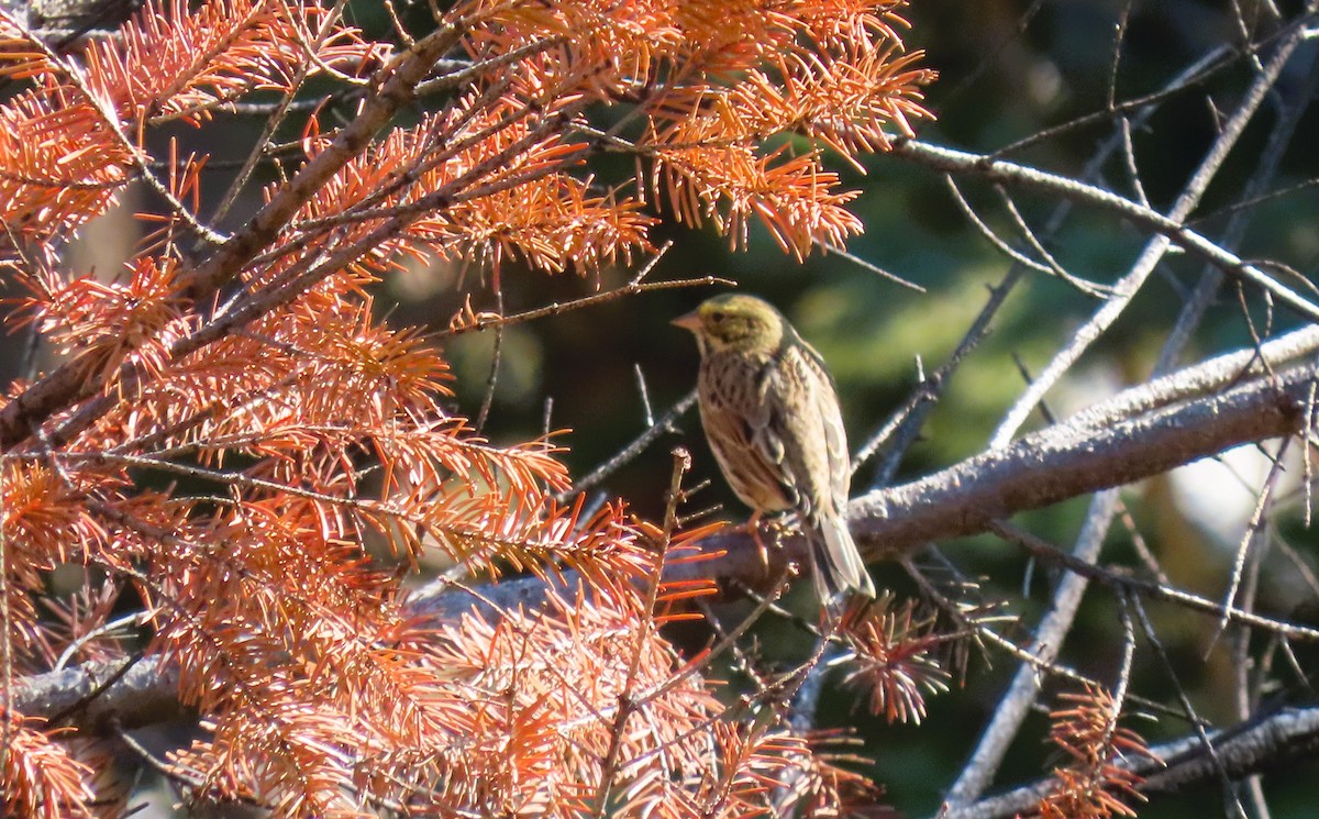 Savannah Sparrow - ML642062936