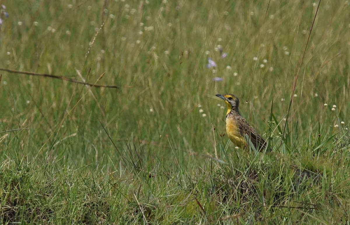 Fülleborn's Longclaw - ML642062937