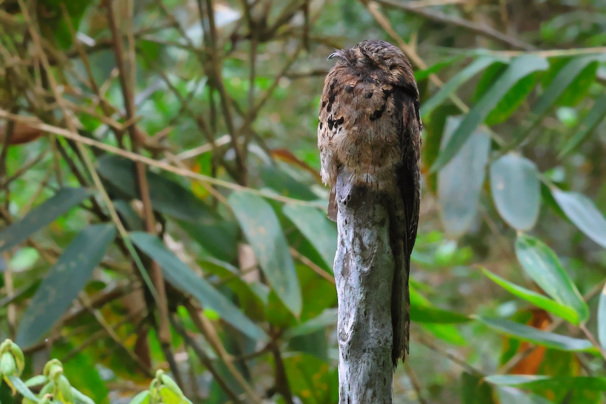 Common Potoo - ML642062939