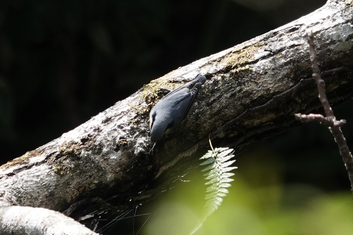 Chestnut-vented Nuthatch - ML642062940