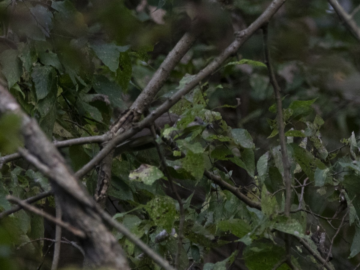 Black-billed Cuckoo - ML642062945