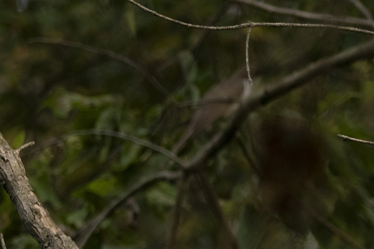 Black-billed Cuckoo - ML642062946