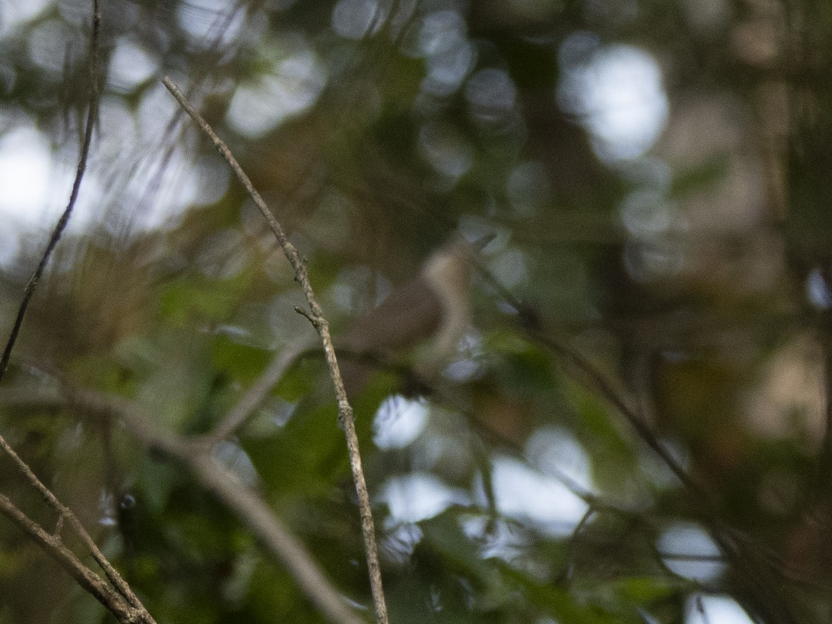 Black-billed Cuckoo - ML642062949