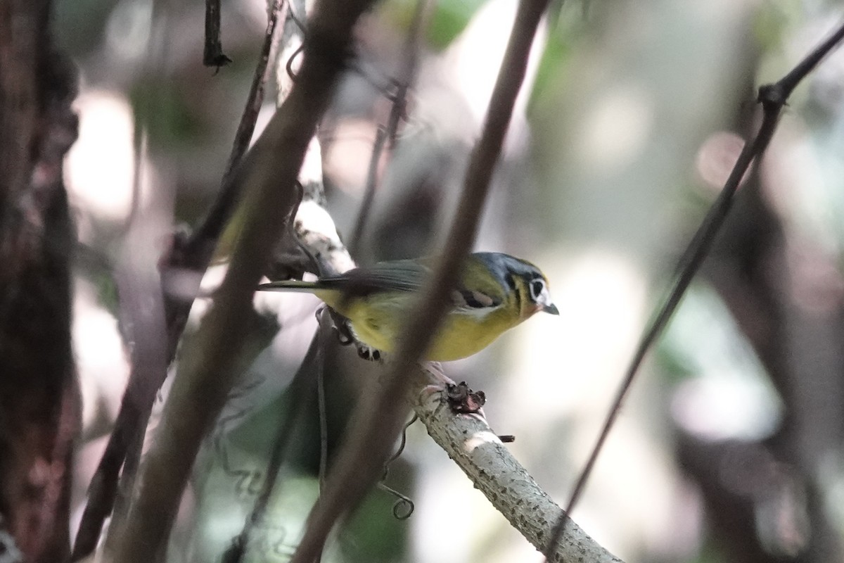 Black-eared Shrike-Babbler - ML642062953