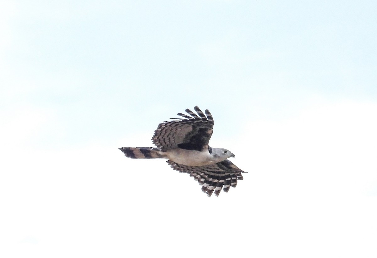 Gray-headed Kite - ML642062962