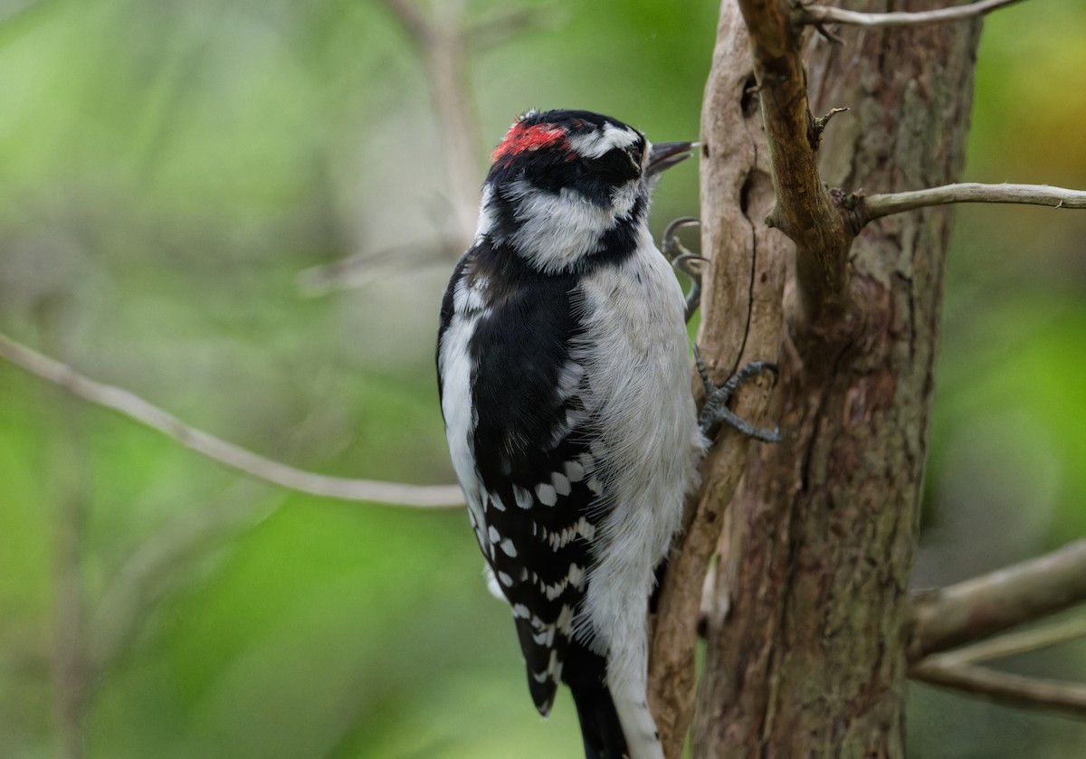 Downy Woodpecker - ML642062973