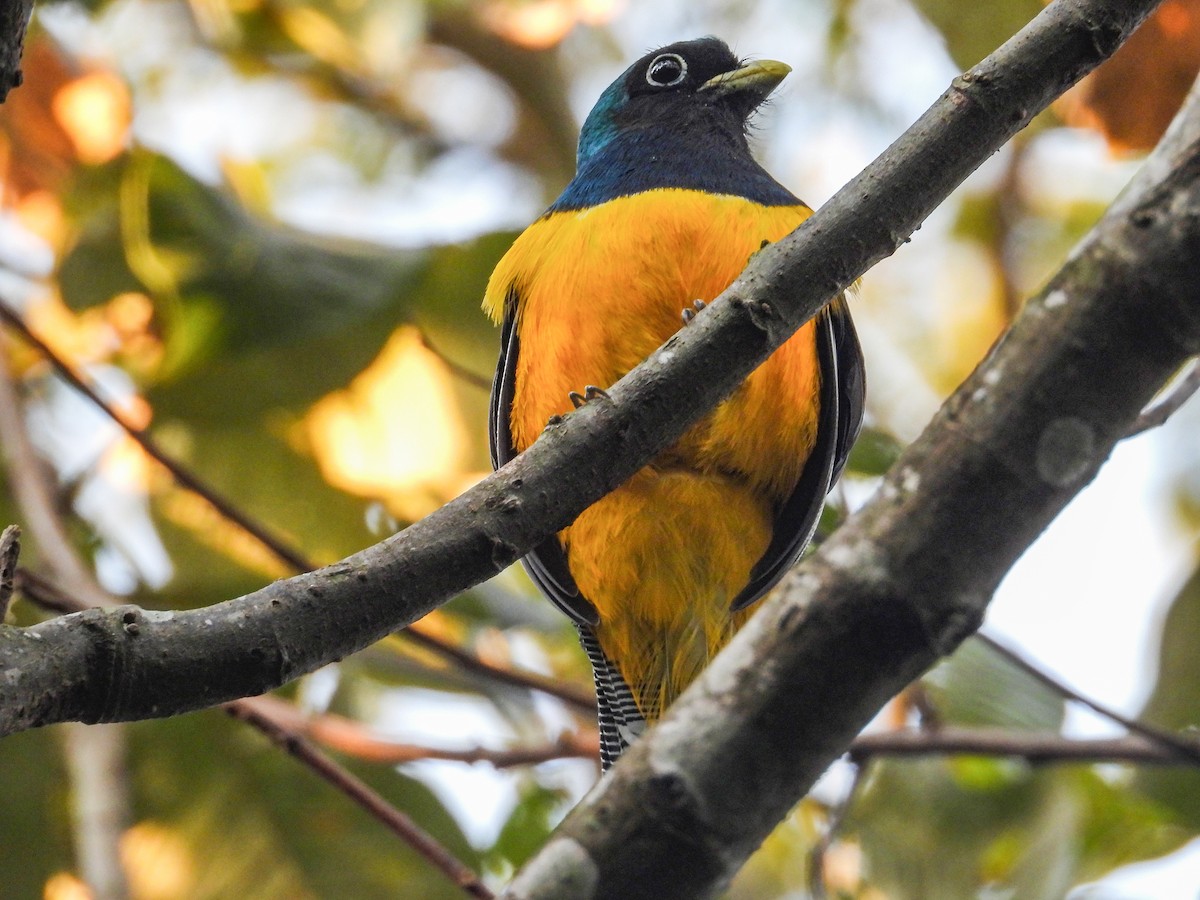 Atlantic Black-throated Trogon - ML642062984