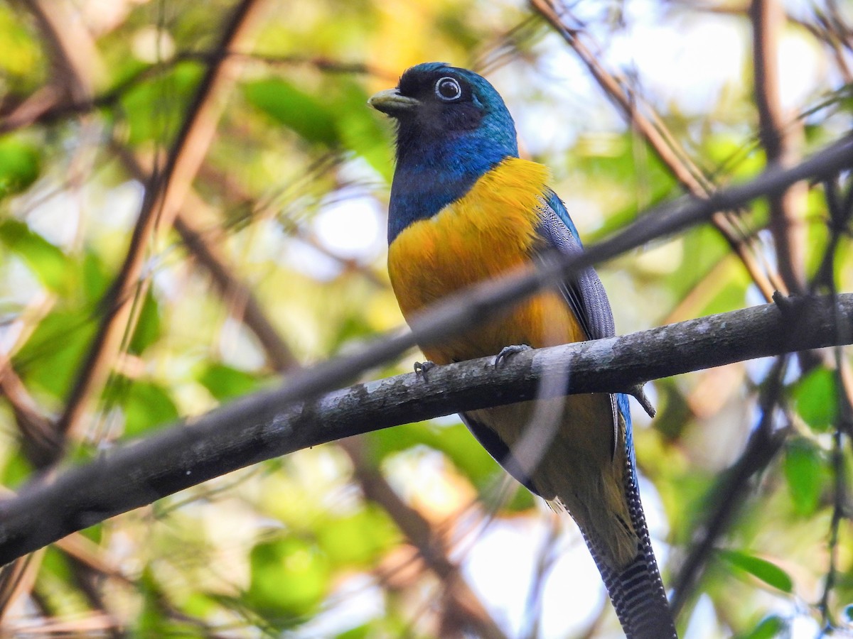 Atlantic Black-throated Trogon - ML642062985