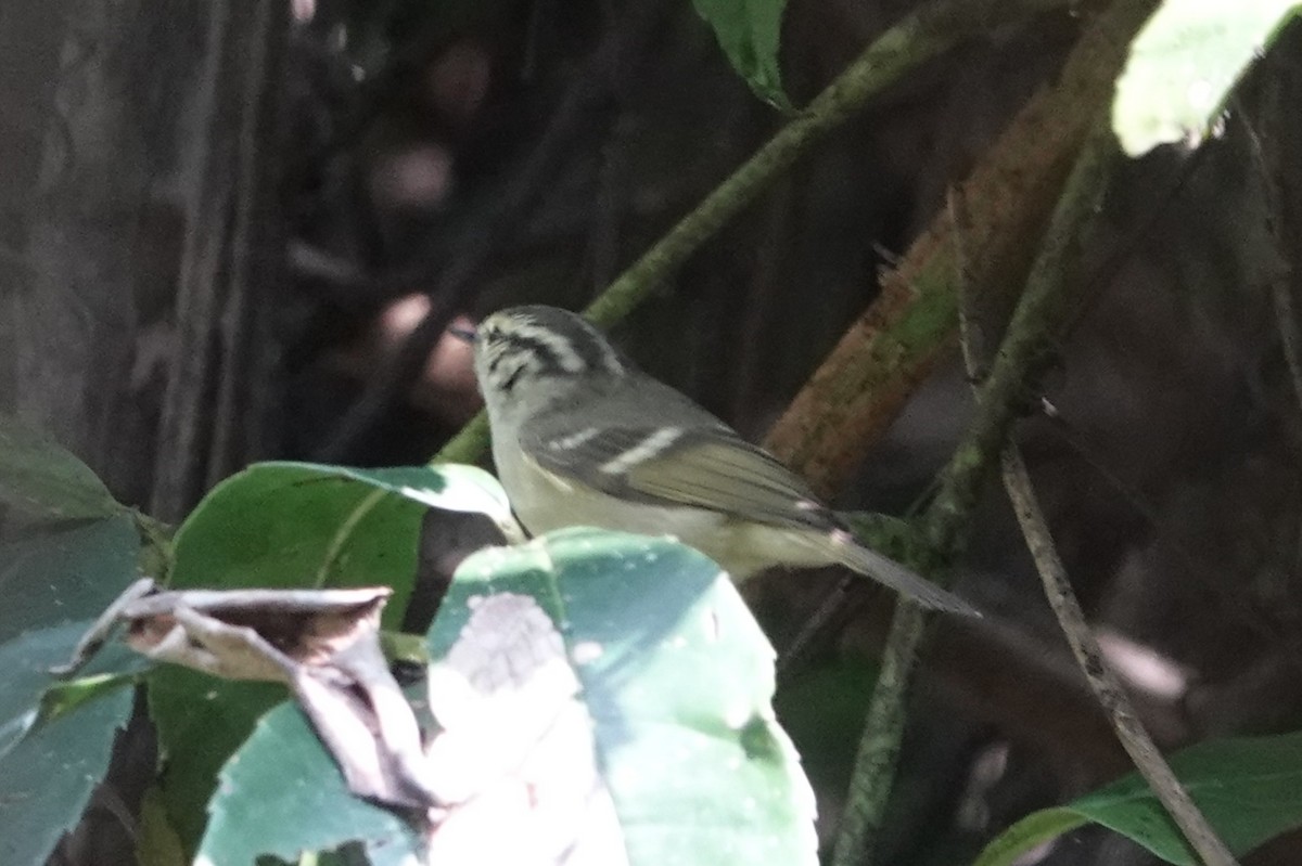 Sichuan Leaf Warbler - ML642062989