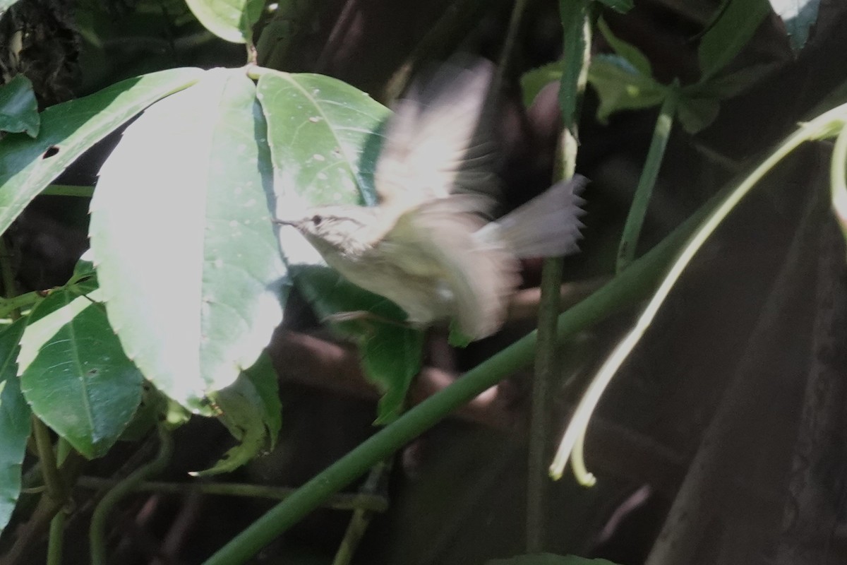 Sichuan Leaf Warbler - ML642062990