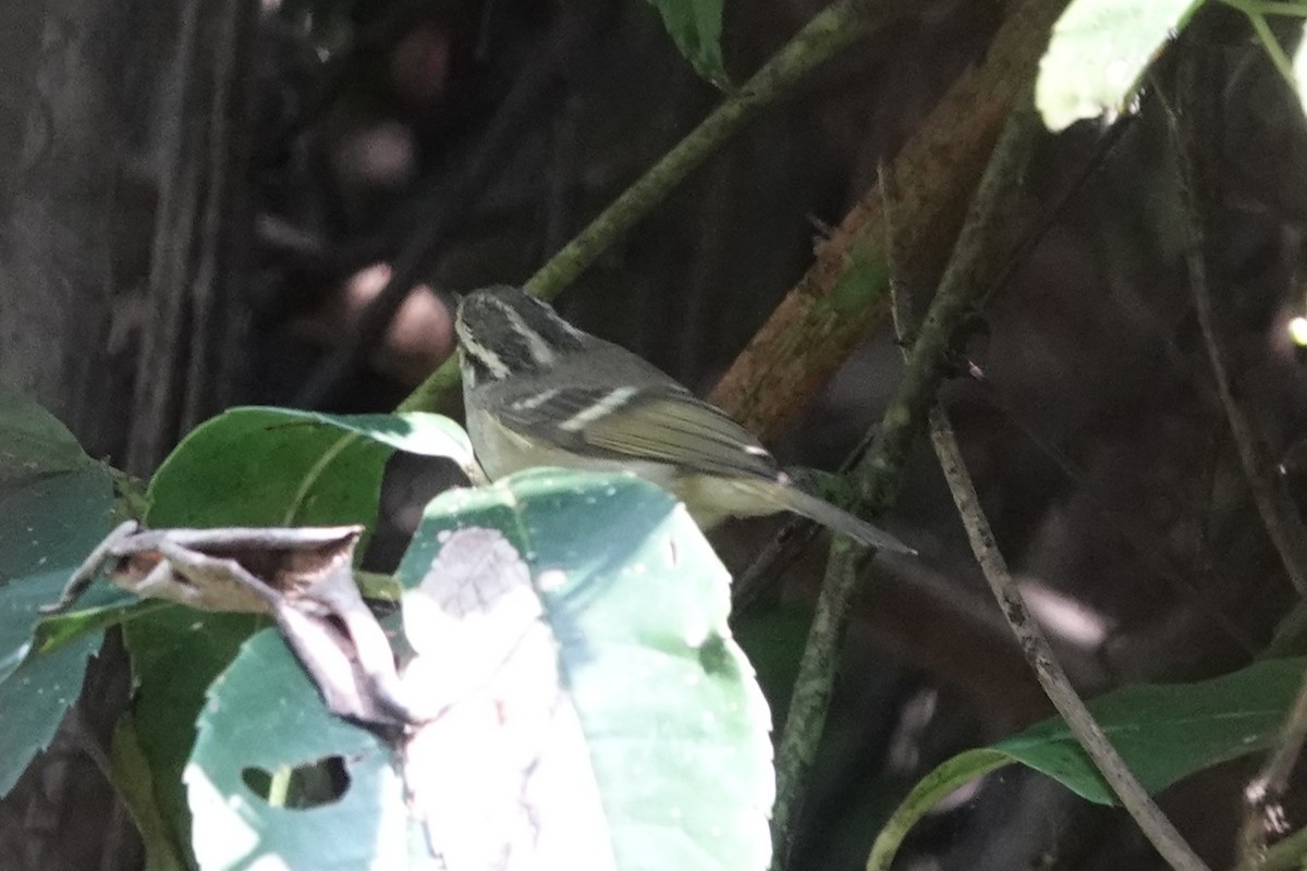 Sichuan Leaf Warbler - ML642062991