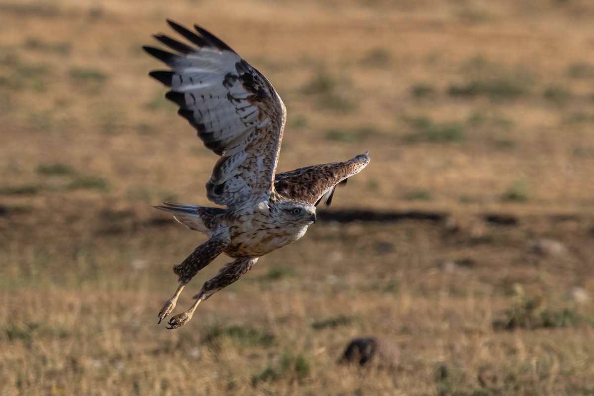 Long-legged Buzzard - ML642062992