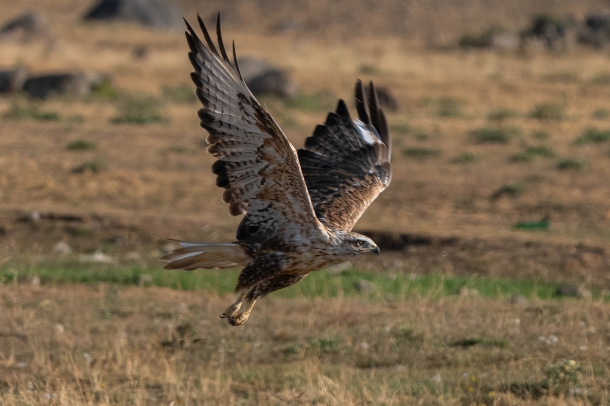 Long-legged Buzzard - ML642062993