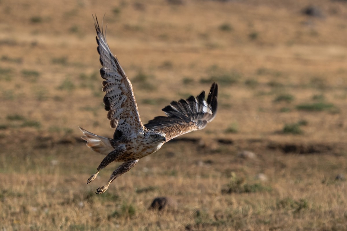 Long-legged Buzzard - ML642062994