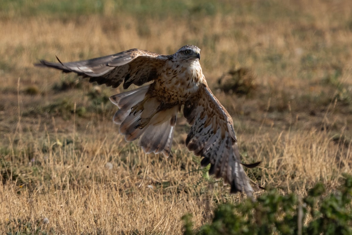 Long-legged Buzzard - ML642062995
