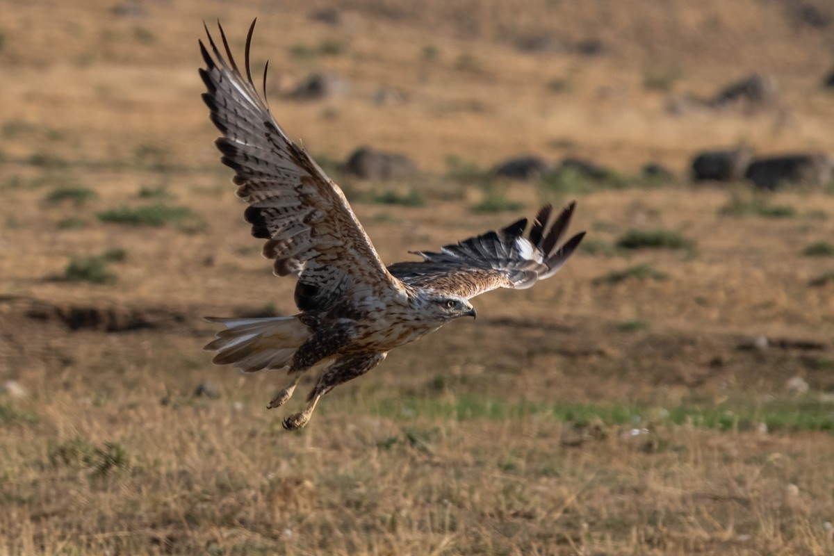 Long-legged Buzzard - ML642062997