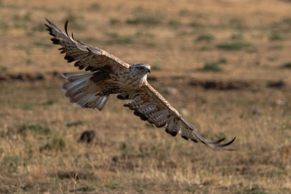 Long-legged Buzzard - ML642062998