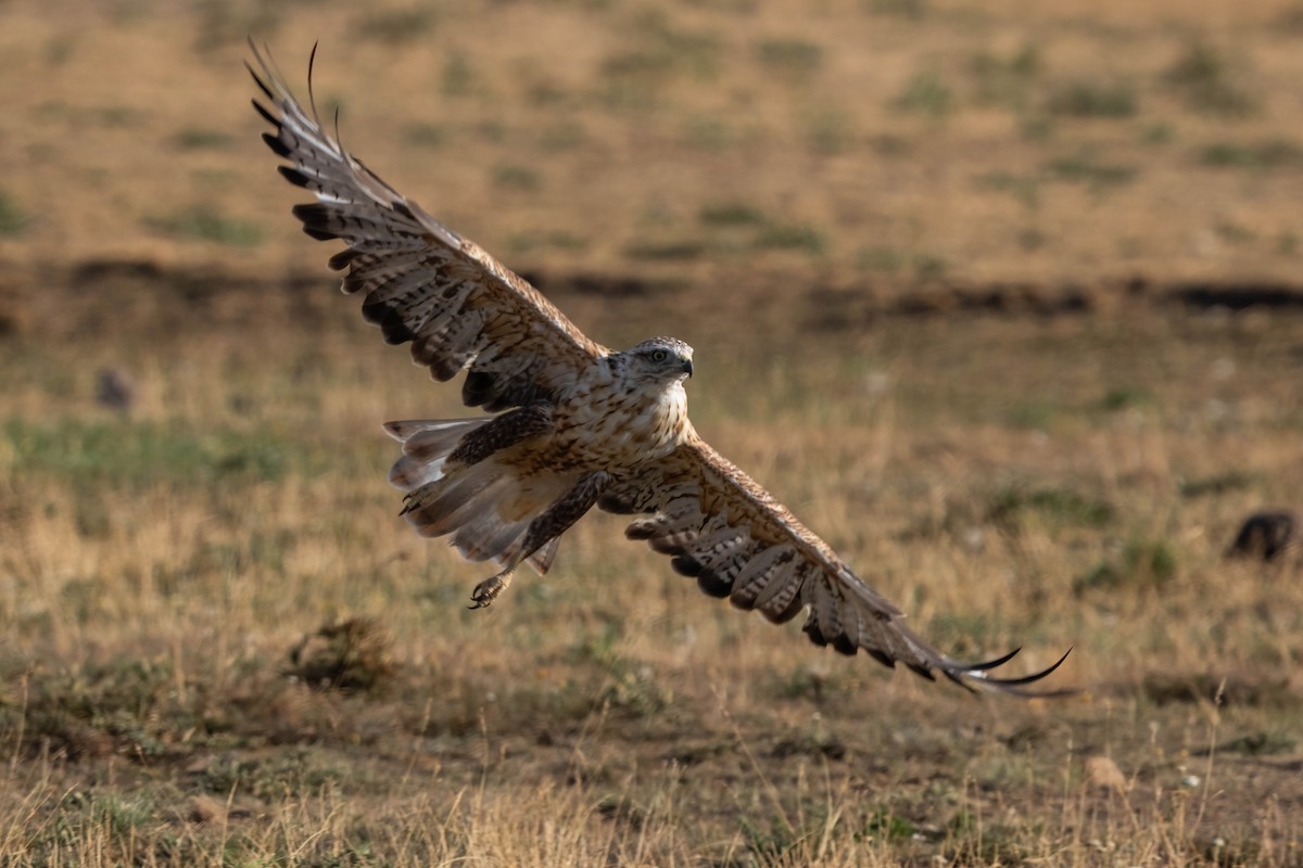 Long-legged Buzzard - ML642062999