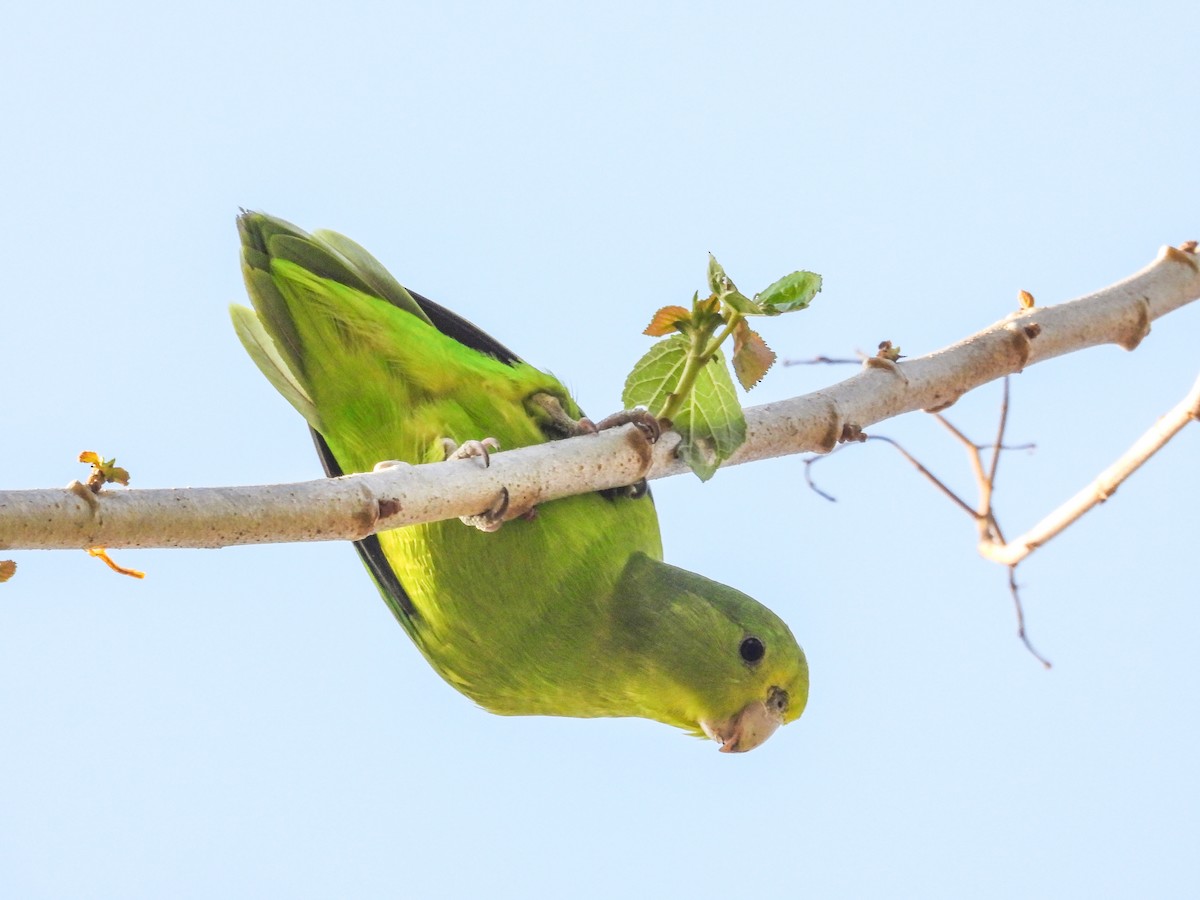 Cobalt-rumped Parrotlet - ML642063009