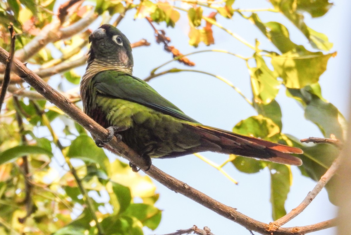 Maroon-bellied Parakeet - ML642063014