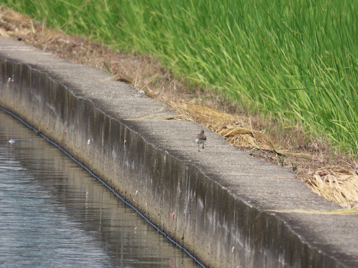 Common Sandpiper - ML642063021