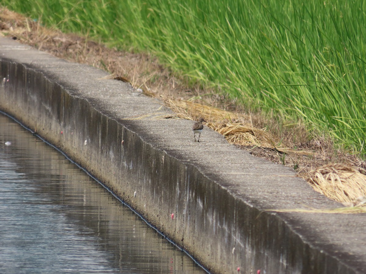 Common Sandpiper - ML642063022