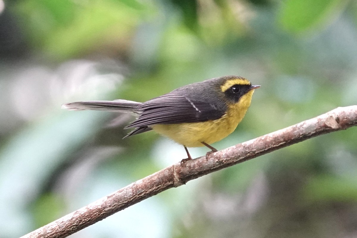 Yellow-bellied Fairy-Fantail - ML642063023