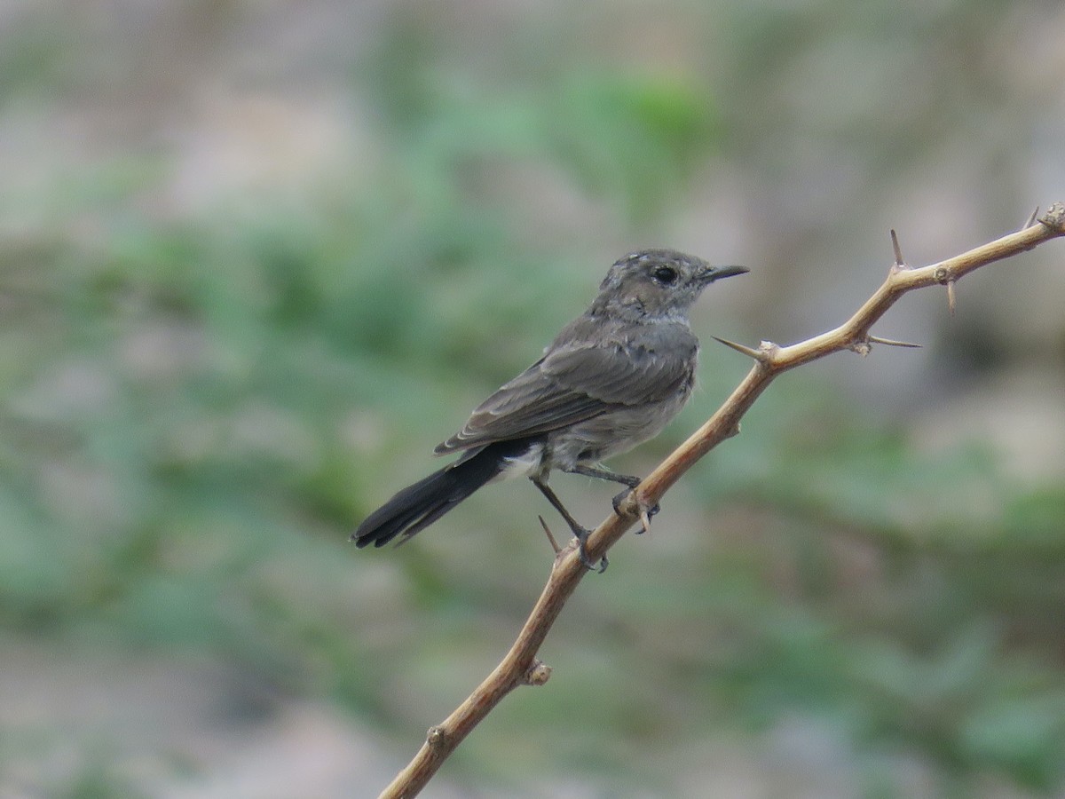 Blackstart - ML642063030