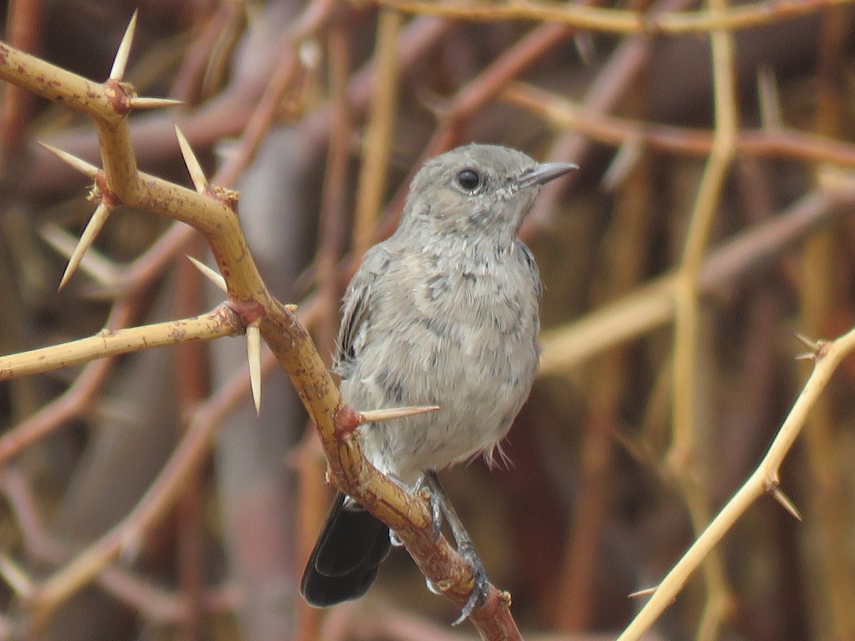 Blackstart - ML642063036