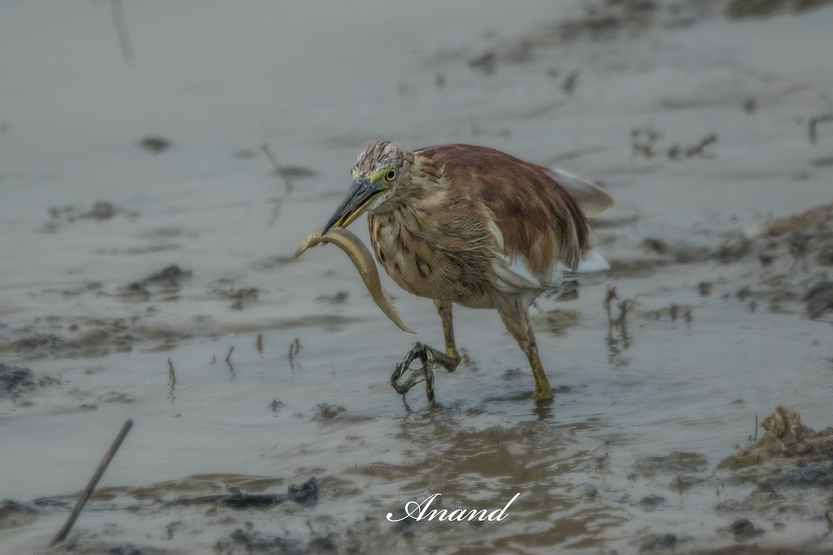 Indian Pond-Heron - ML642063049