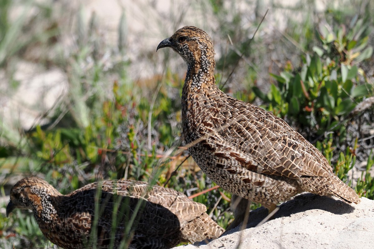 Gray-winged Francolin - ML642063064