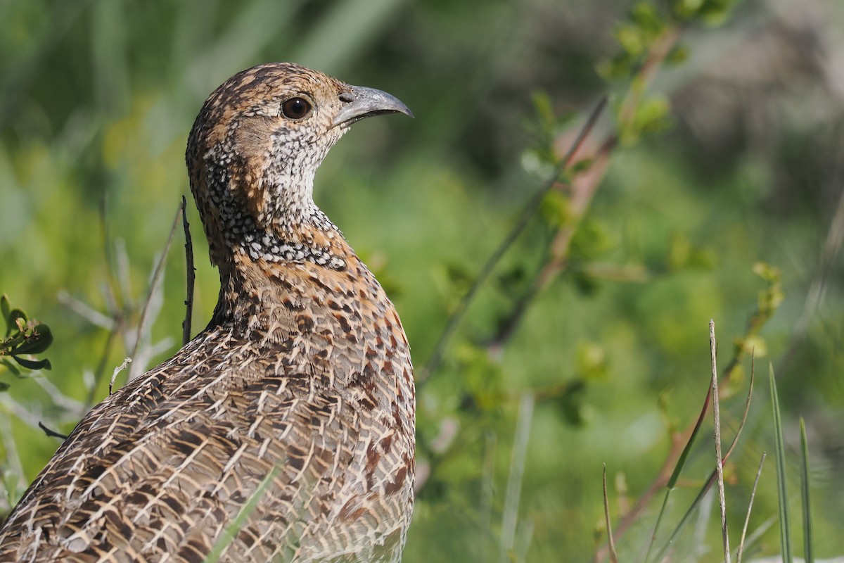 Gray-winged Francolin - ML642063065