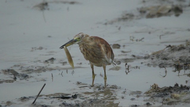 Indian Pond-Heron - ML642063078