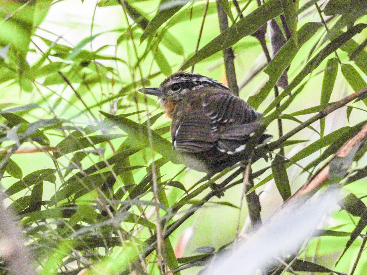 Bertoni's Antbird - ML642063079