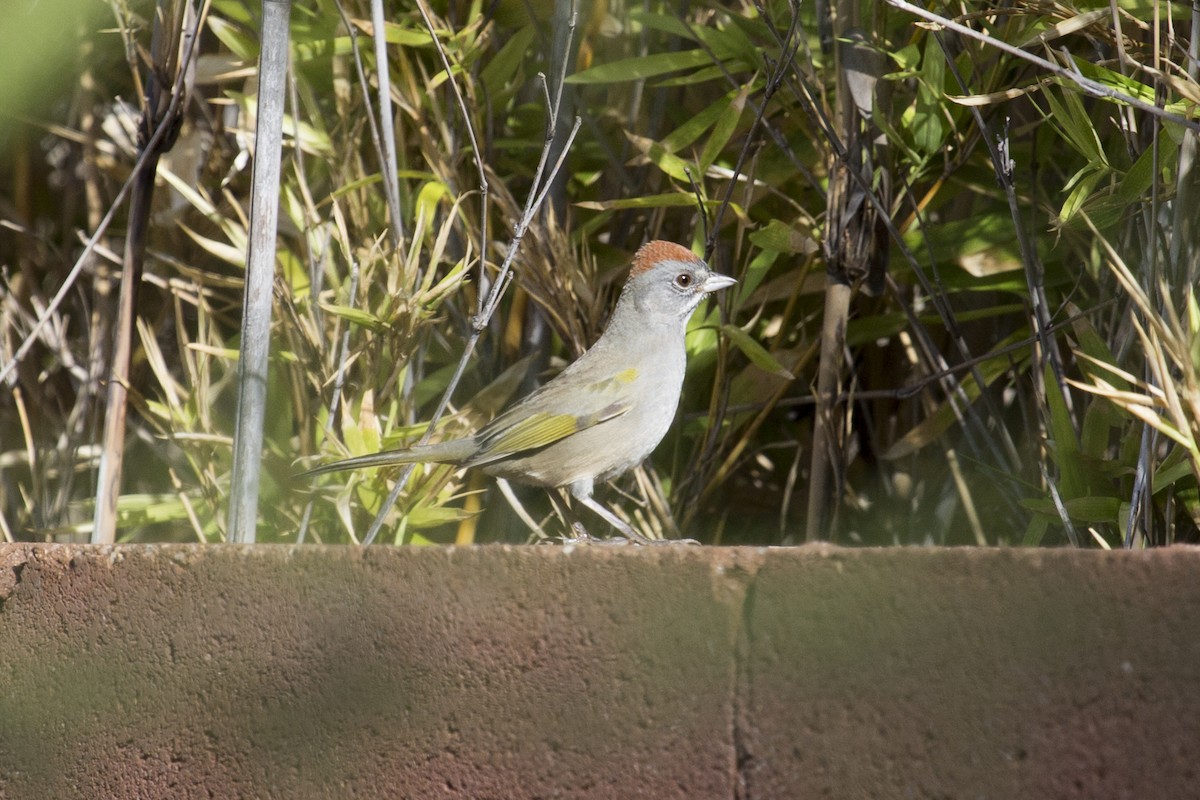 Green-tailed Towhee - ML642063081