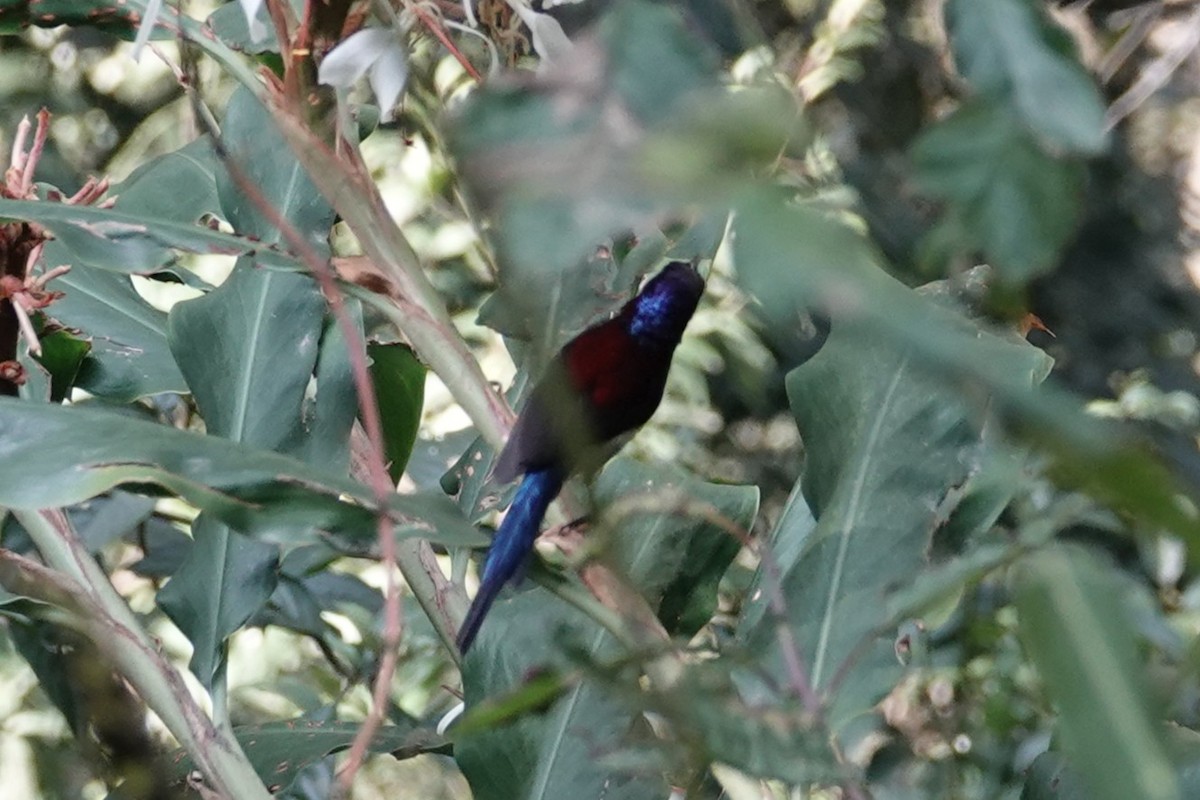 Black-throated Sunbird - ML642063086