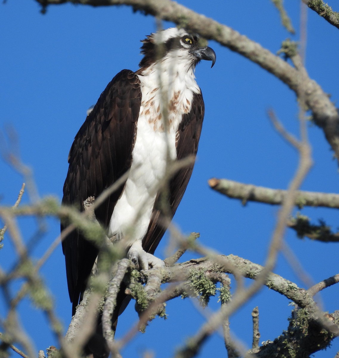 Águila Pescadora - ML642063094