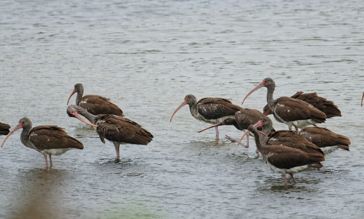 White Ibis - ML642063097