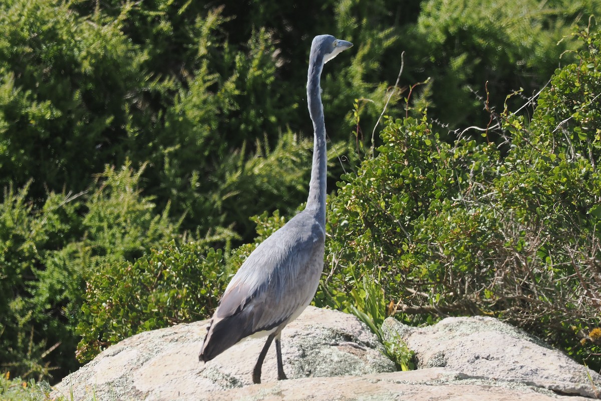 Black-headed Heron - ML642063114