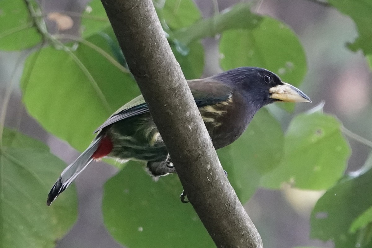 Great Barbet - ML642063121