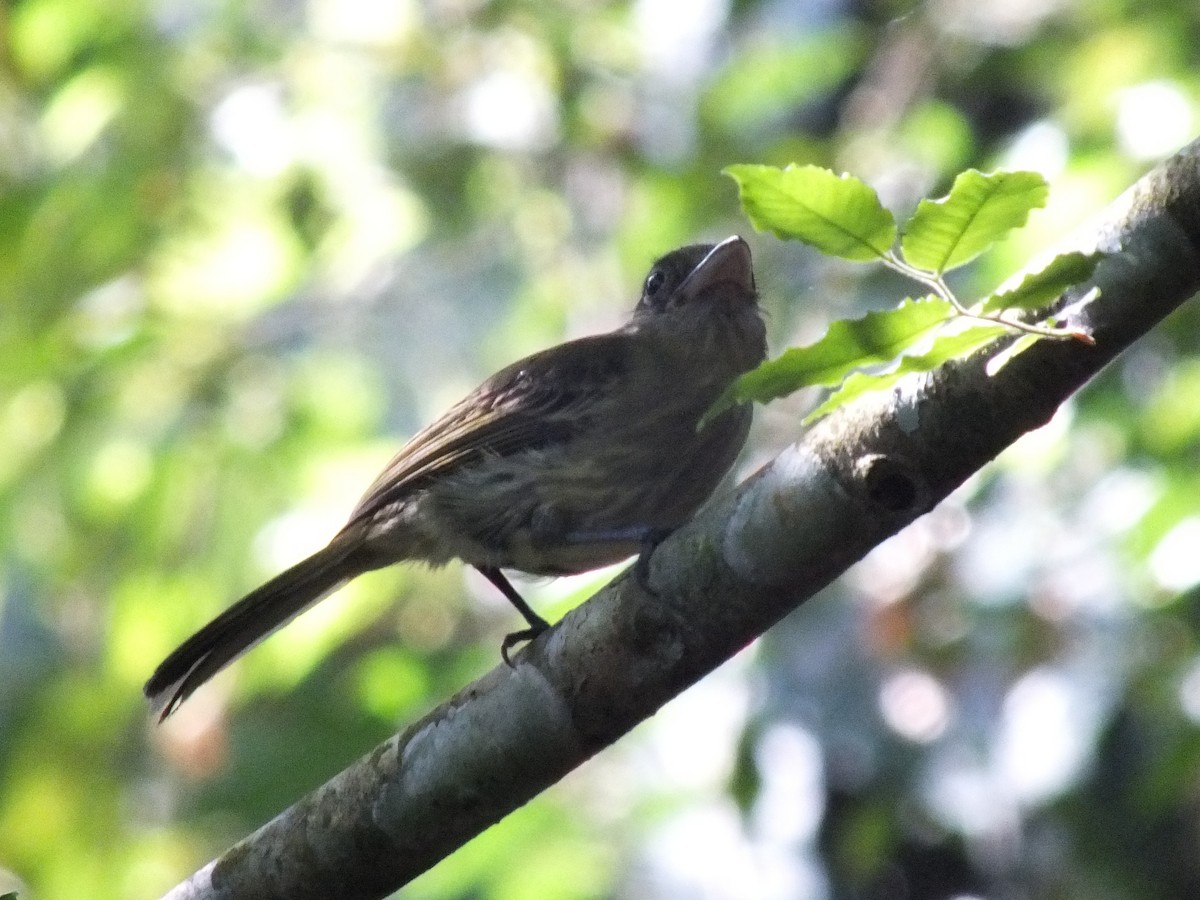 Western Olivaceous Flatbill - ML642063123