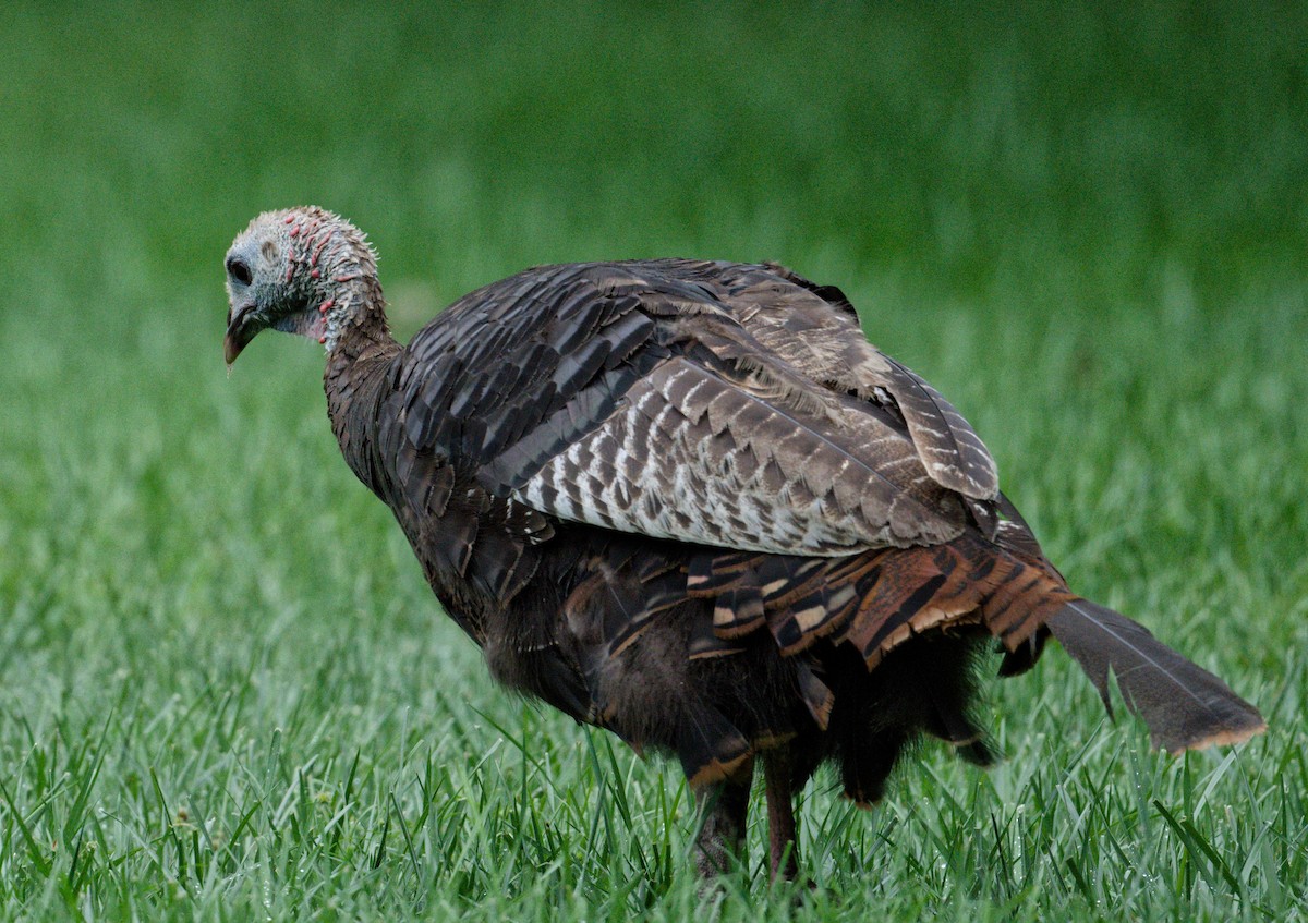 Guajolote Gallipavo - ML642063128